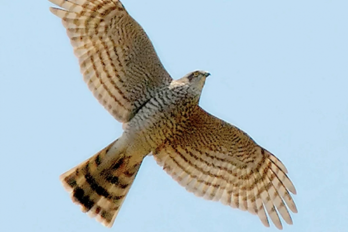 Ястреб-перепелятник: как маленький хищник стал грозой городских птиц и кормушек