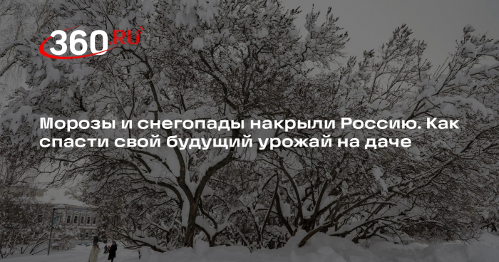 Садовод Сидельников объяснил, почему косточковые деревья расчищают от снега