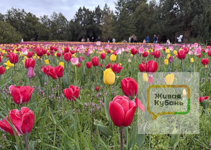 Вытаптывают клумбы и оставляют горы мусора: как выглядит дендрарий Краснодара во время цветения тюльпанов