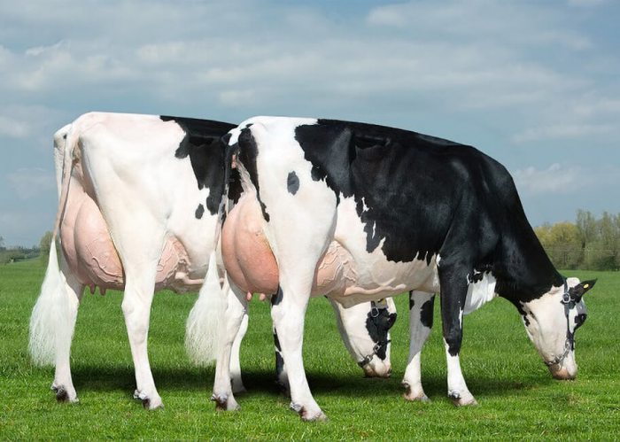 Семь видов настоящих быков: от домашней коровы до загадочного купрея