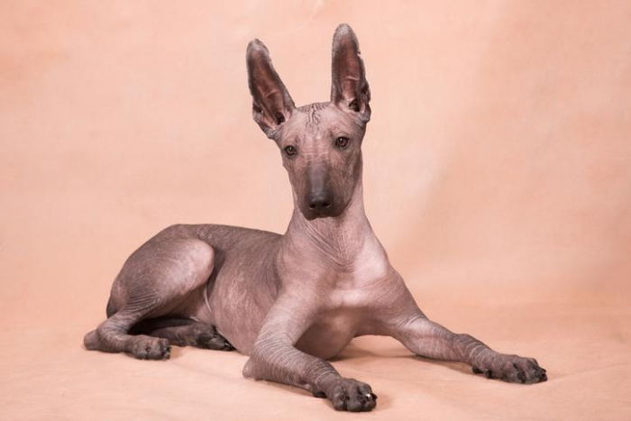 Самые древние породы собак: 10 претендентов на почетное звание