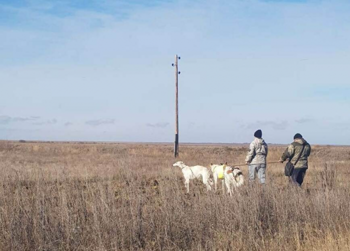 Три дня вольной охоты: саратовские испытания борзых собак - 2025