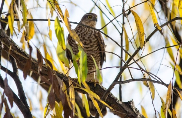 Записки астраханского натуралиста. Ястреб-перепелятник, санитар городских джунглей