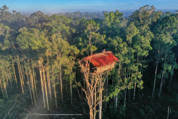 Древолазы-каннибалы: как живут последние первобытные люди на Земле