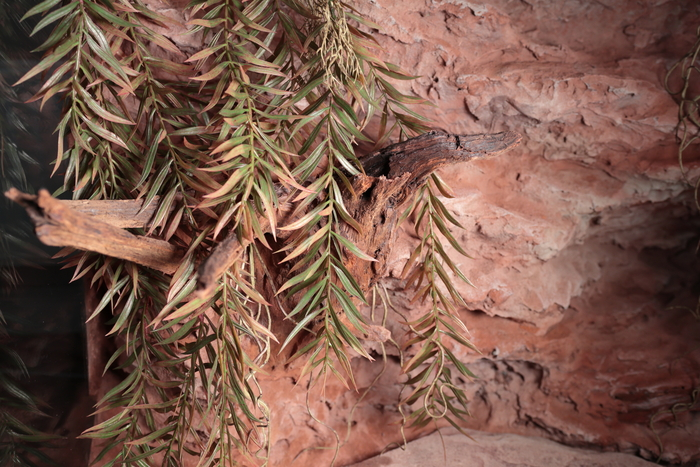 Первый террариум для первой змеи