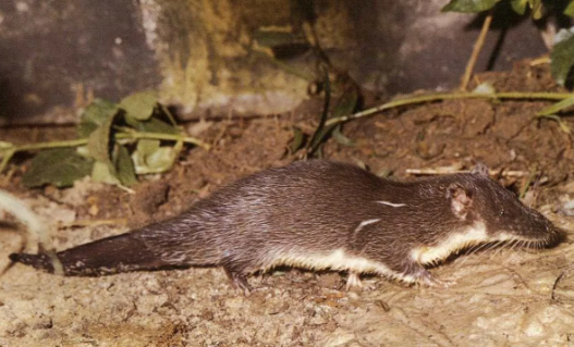 Выдровая землеройка, которая не выдра и не землеройка