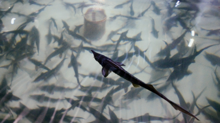 Ждем черную икру: в Азовском море успешно восстанавливают популяцию осетровых