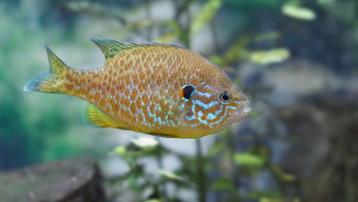 Подводные захватчики: 5 инвазивных рыб, которые осваивают водоемы России