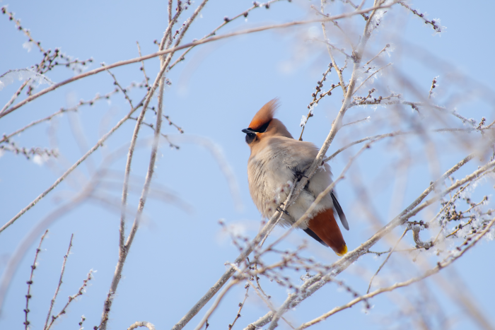 Записки астраханского натуралиста. Свиристели, гости с Севера