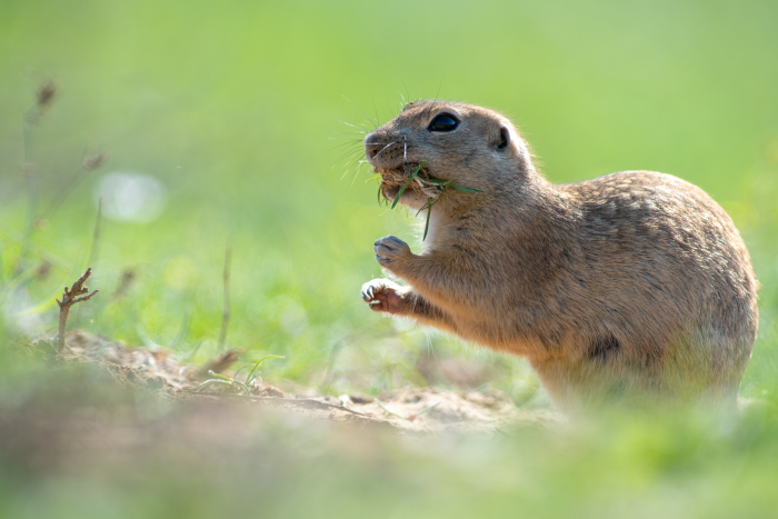 Записки астраханского натуралиста. Какой суслик красивее: желтый или малый