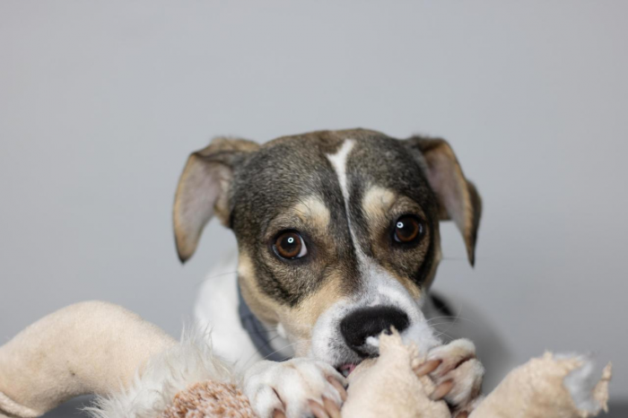 Как подружить кошку и собаку: пошаговый гид для владельцев