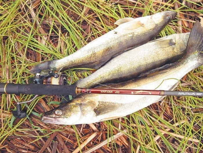 Поклевка на каждом забросе