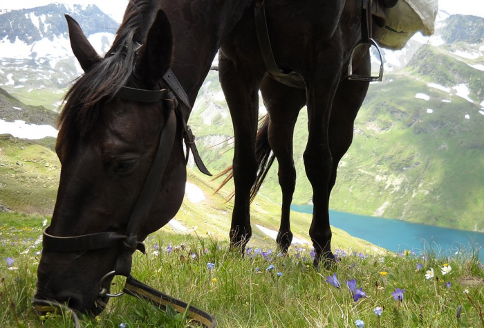 «Закрой глаза и держись за седло» Россиянка преодолела верхом на коне самые труднодоступные маршруты России. Как ей это удалось?