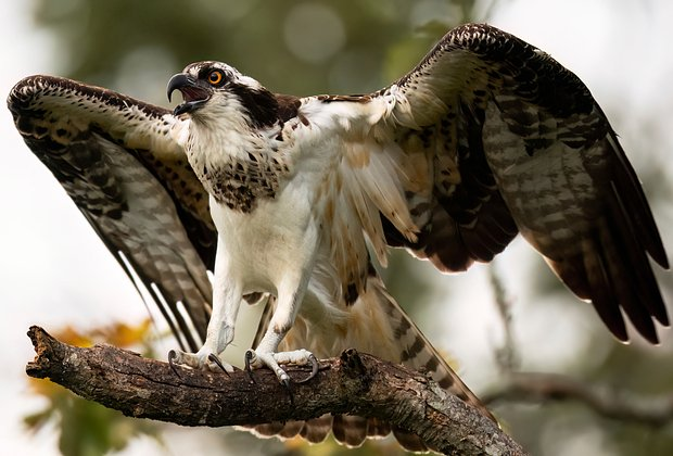 Птицы из Красной книги России: 15 редких видов с фото, места обитания