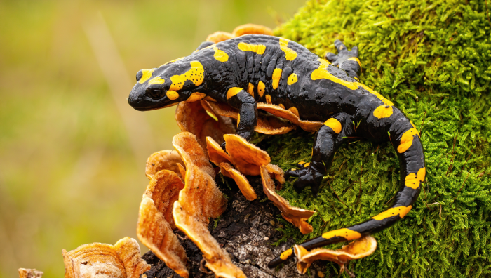 Правда ли, что только растения способны к фотосинтезу