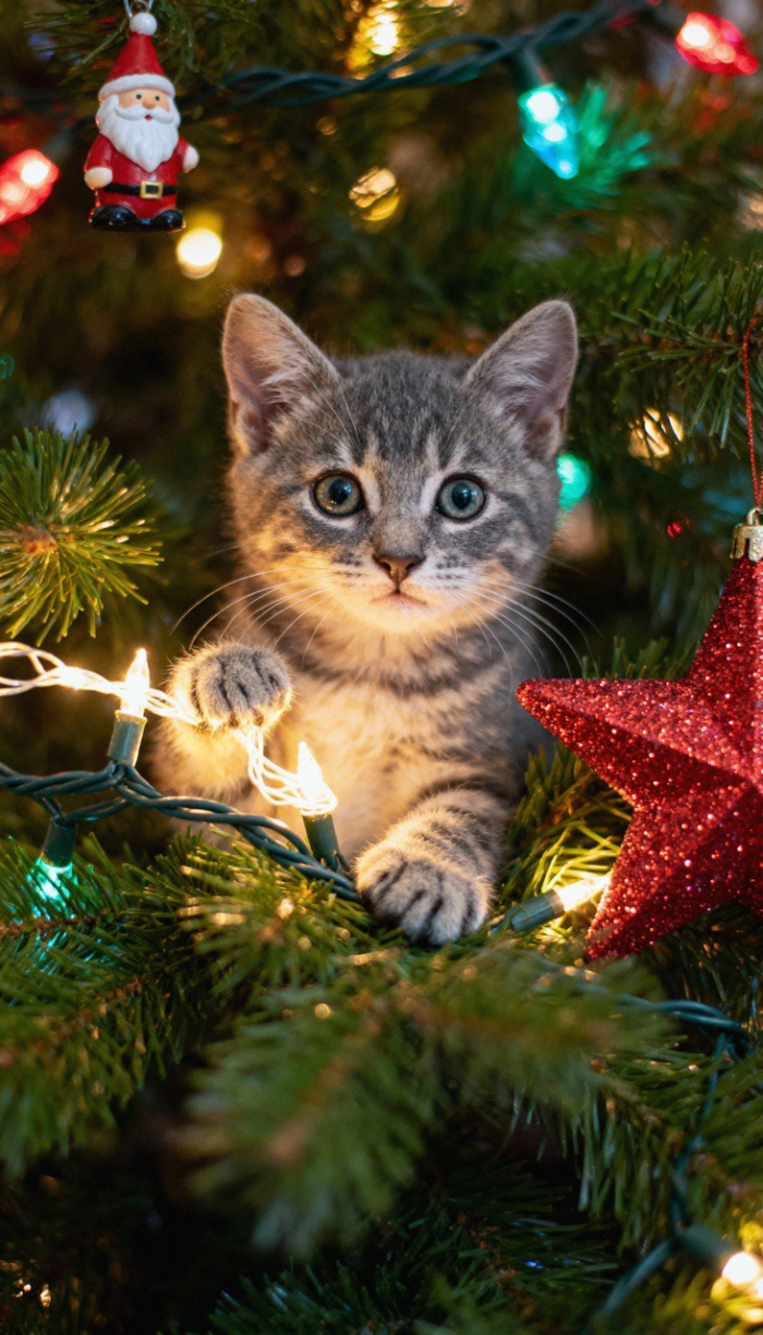 Осторожно, ёлка: как украсить дом, чтобы не навредить питомцу