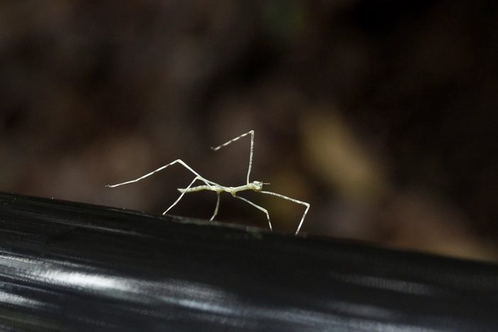 Животные, которые нас удивили в 2025 году. «Фантастические твари»