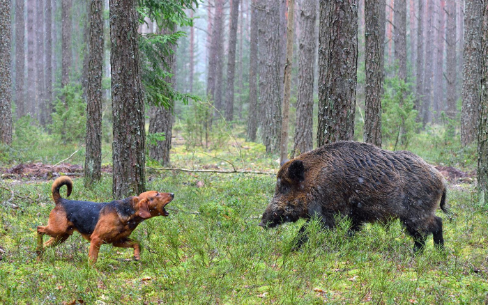 Подборка пород самых лучших охотничьих собак