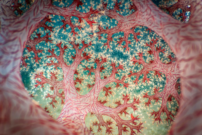 Победители конкурса «Фотограф года в жанре макросъемки 2025»