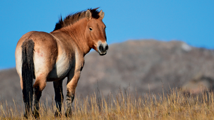 Ноябрьский хронограф: Пржевальский, Сац, Бабакин и их приоритеты
