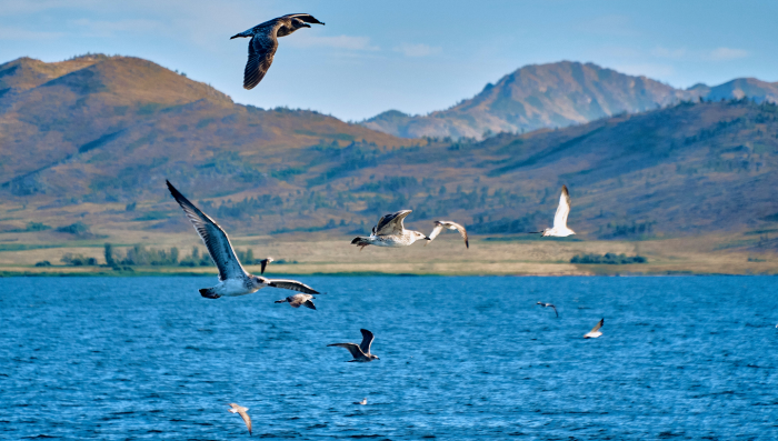 Река Иртыш: что мы знаем о могучем притоке Оби