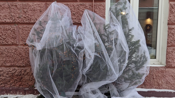 Главная городская елка на площади Свободы в Барнауле обзавелась звездой и "зеленеет". Фото