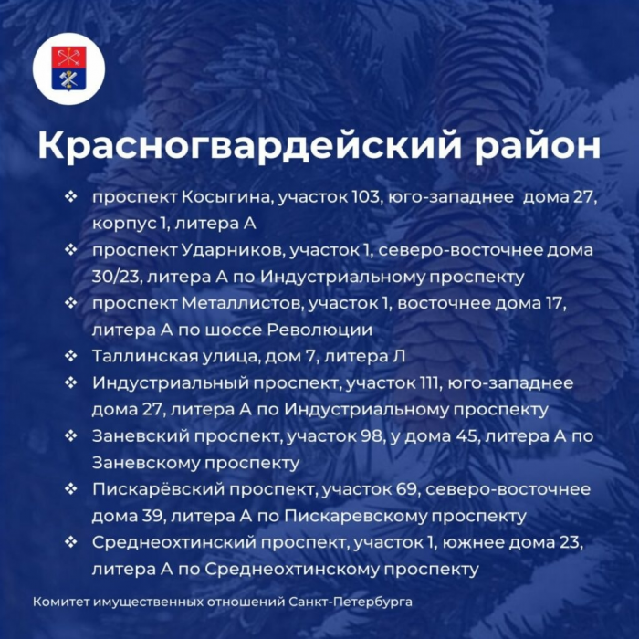 В Петербурге начали работать елочные базары