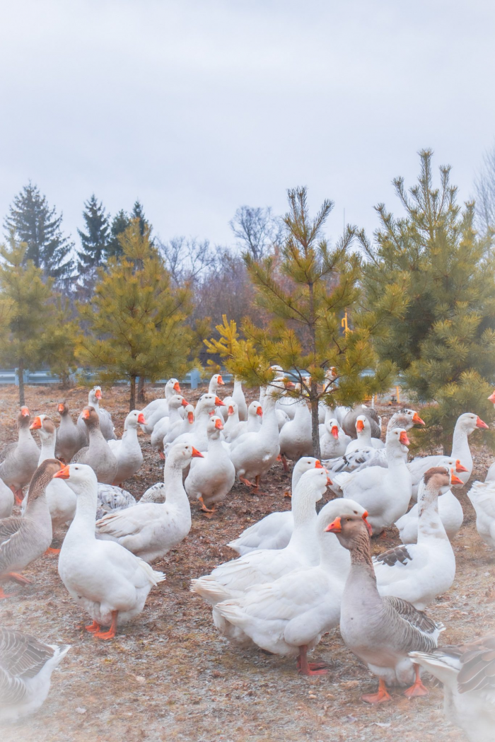 Сосковские меценаты и Никита Михалков подарили орловцам храм, а гусыня — лебедят