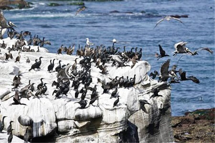 Остров, который обманул всех: 6000 человек дрались за право грузить птичий помёт, пока мир не узнал правду.