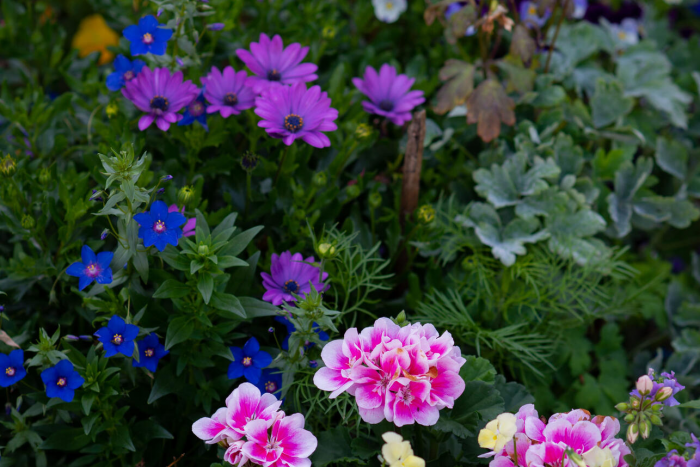 Ленивая клумба без рассады: 10 цветов, которые вырастут сами, если бросить семена в землю в апреле