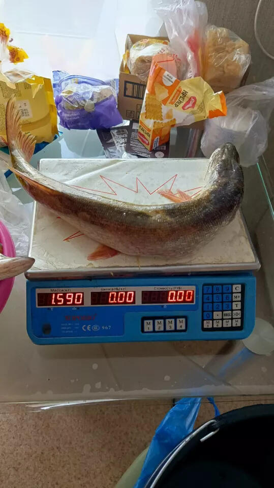 Алтайские рыбаки похвастались богатым уловом и местами клева. Фото