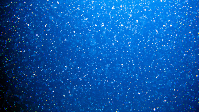 Жемчужница: рыба, которая живет внутри морского огурца