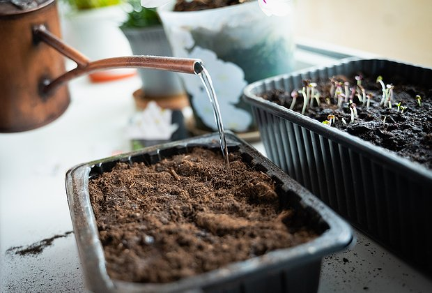 Рассада вытягивается: почему, что делать? Причины и меры профилактики