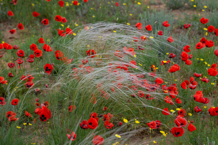От игольчатого льда Байкала до степных тюльпанов: 8 идей для путешествий этой весной