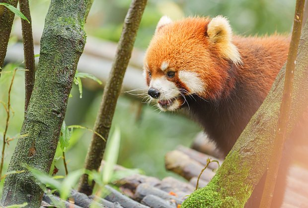 Красная панда: что это за животное, как выглядит, где живет и чем отличается от большой панды