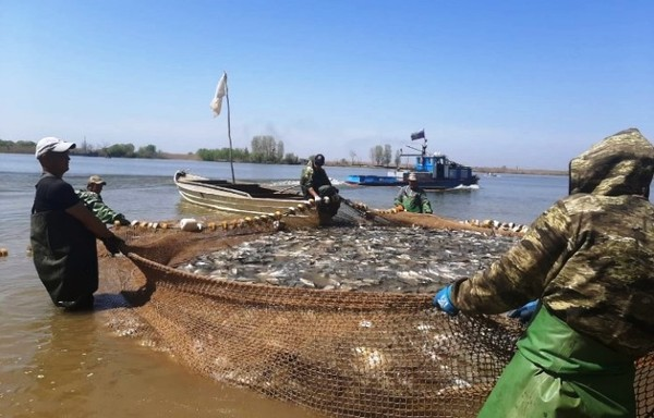 Прищучили: Астраханской области в перспективе грозит запрет ловли еще двух видов рыб