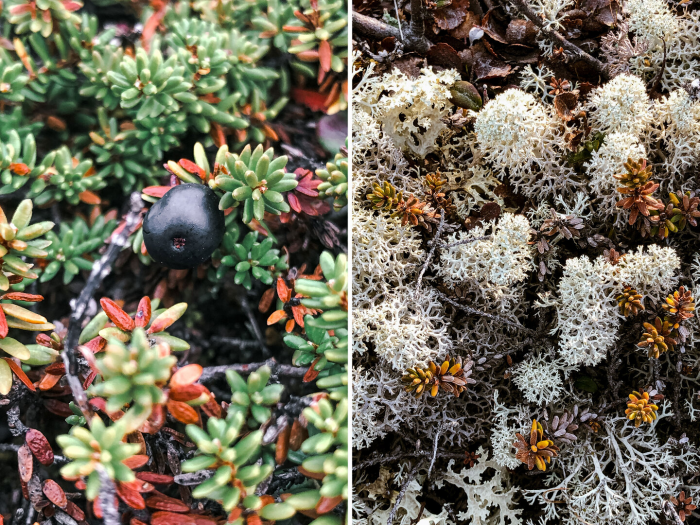 5 причин посетить Кольский полуостров