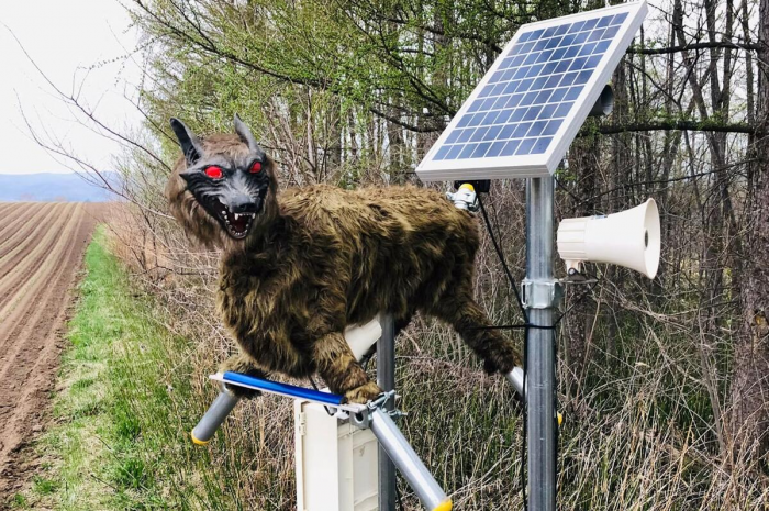 Надувные коровы как оружие японских фермеров против диких животных