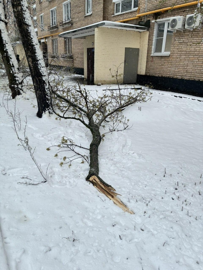 Поваленные деревья, поврежденные машины: Москва оказалась в центре снежного апокалипсиса (много фото)