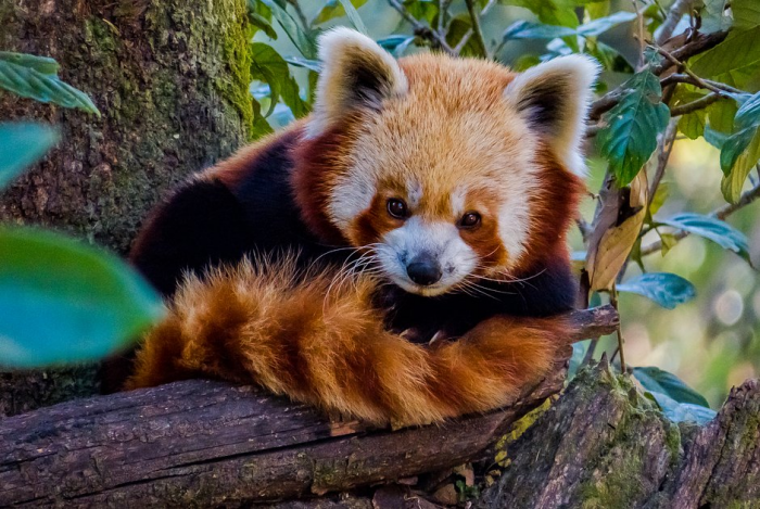 Красная панда: что это за животное, как выглядит, где живет и чем отличается от большой панды