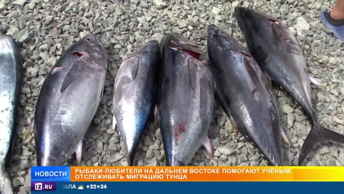 В российских магазинах и ресторанах может появиться дальневосточный тунец