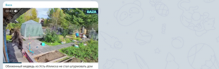 Вот это кадры: Медведь встал на задние лапы и постучал в дверь дома. Его спугнула всего одна фраза