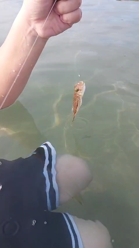 Улов рыбы Фугу, Турция (Сиде)