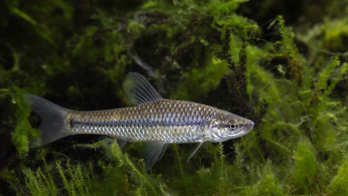 Подводные захватчики: 5 инвазивных рыб, которые осваивают водоемы России