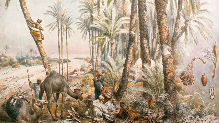 Сладкое золото пустыни: как финики завоевали мир