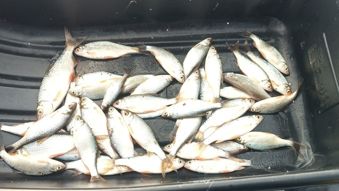 В Алтайском крае рыбаки продемонстрировали впечатляющий зимний улов