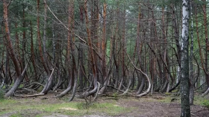 ​​Пляж из стекла и танцующий лес: редкие фотографии удивительных мест Земли