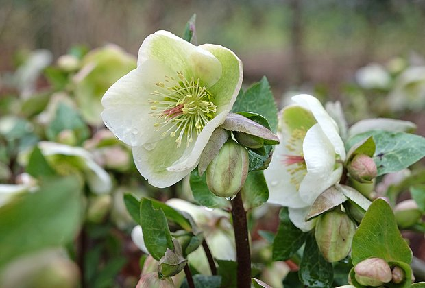 Первоцветы: какие растения цветут ранней весной в природе и в саду