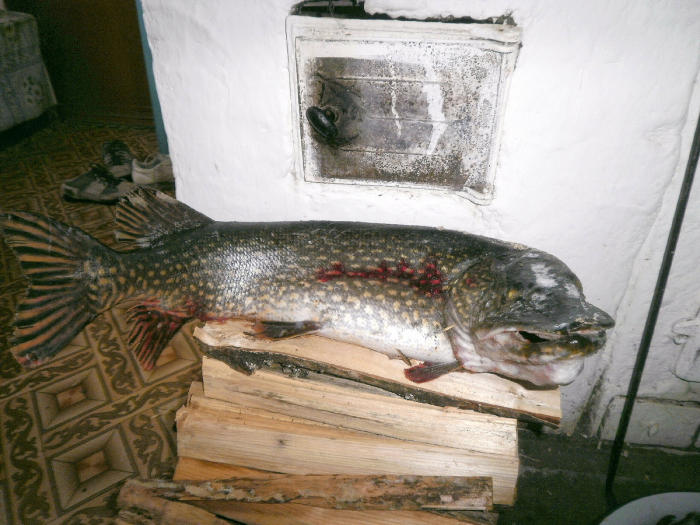 Этой рыбой топили не только печи, но и паровозы