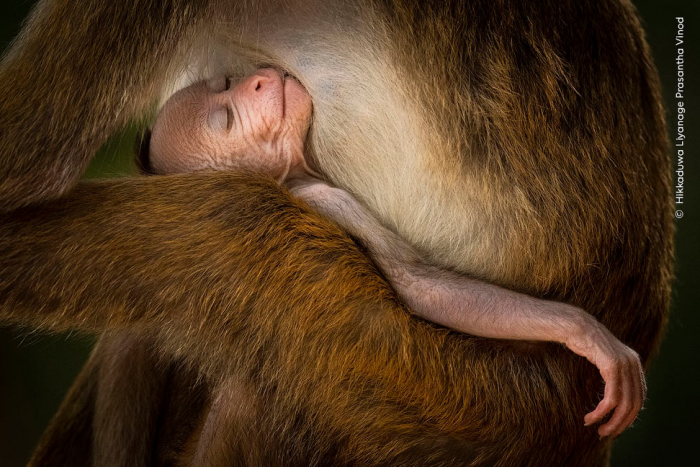 Победители конкурса Wildlife Photographer of the Year 2024